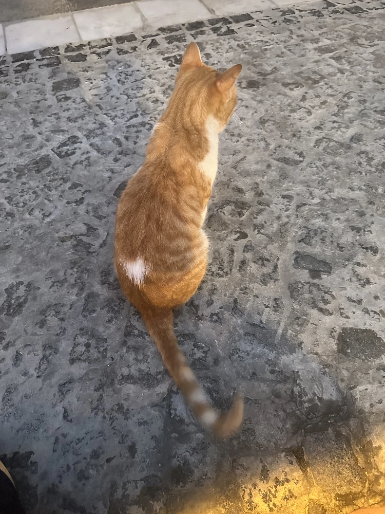 Cat 10