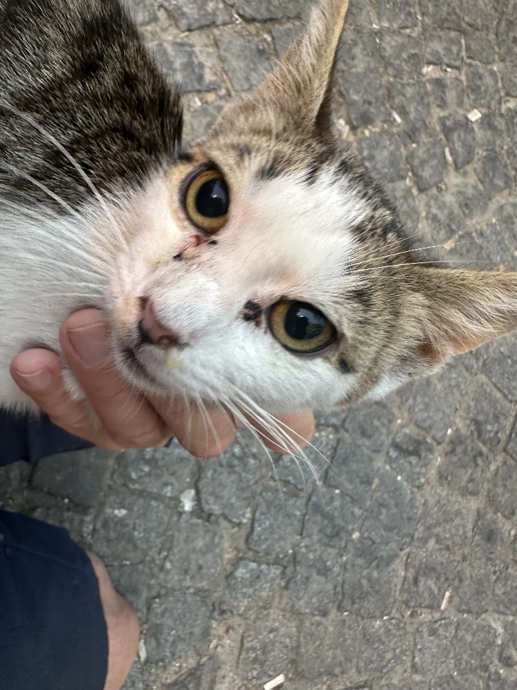 Cat 4