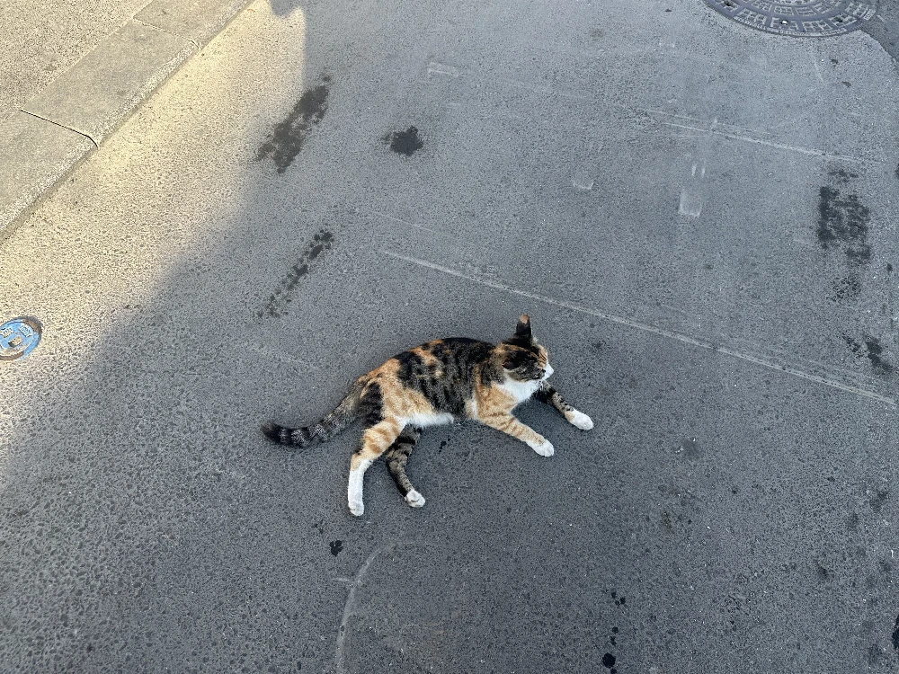 Cat 6