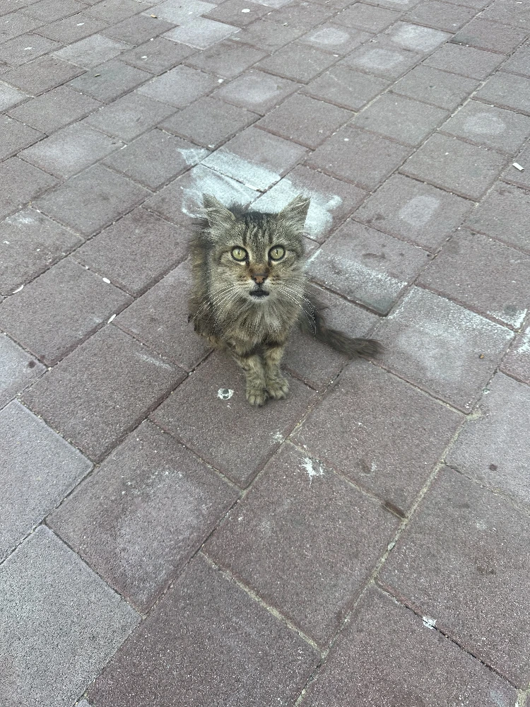 Cat 7