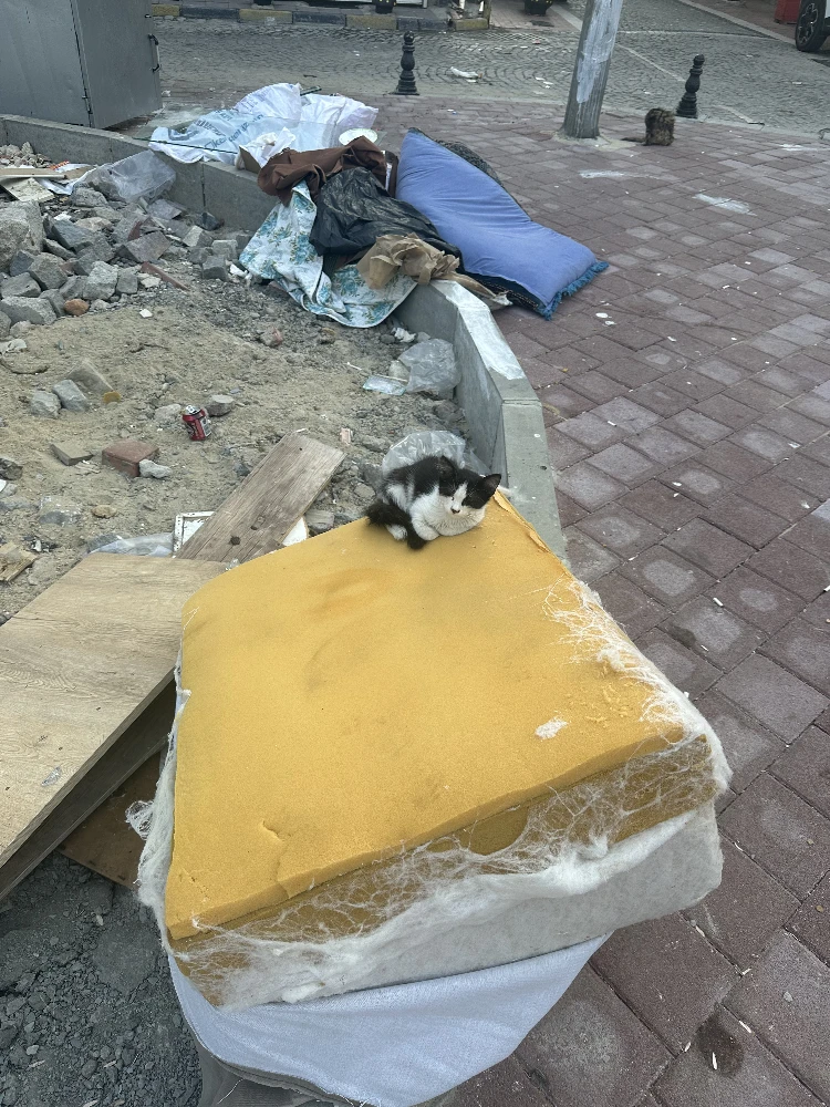 Cat 8