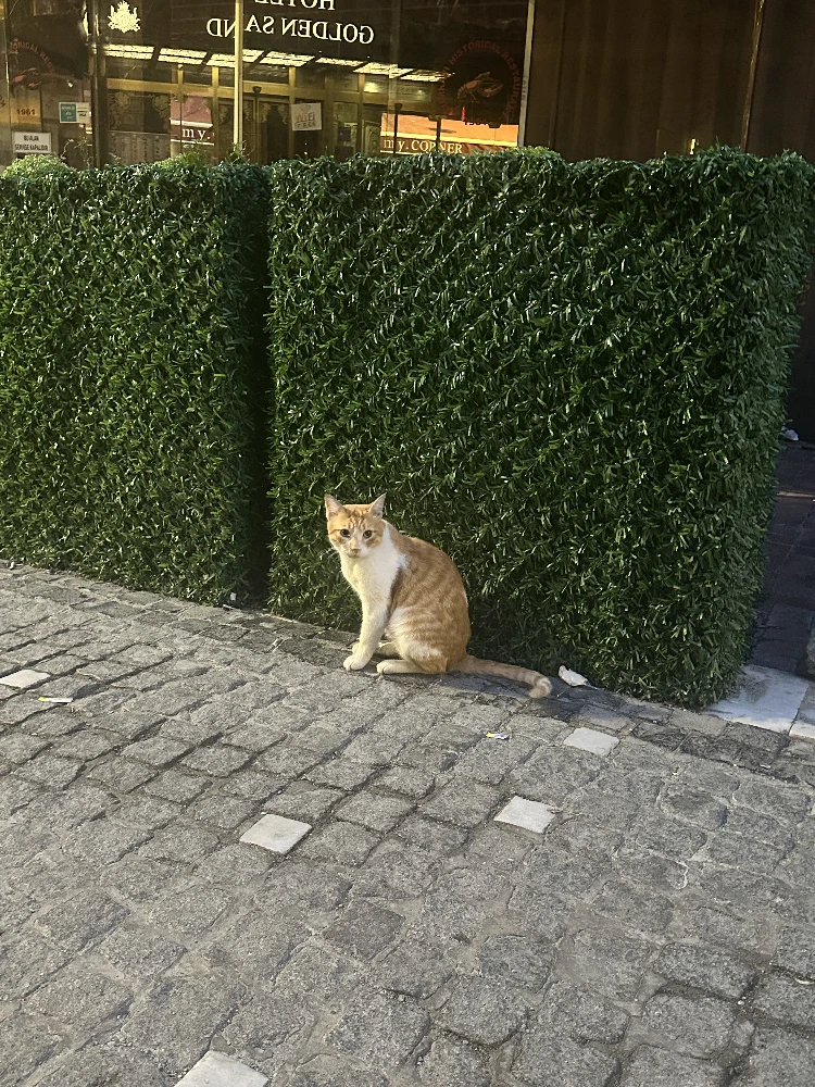 Cat 9