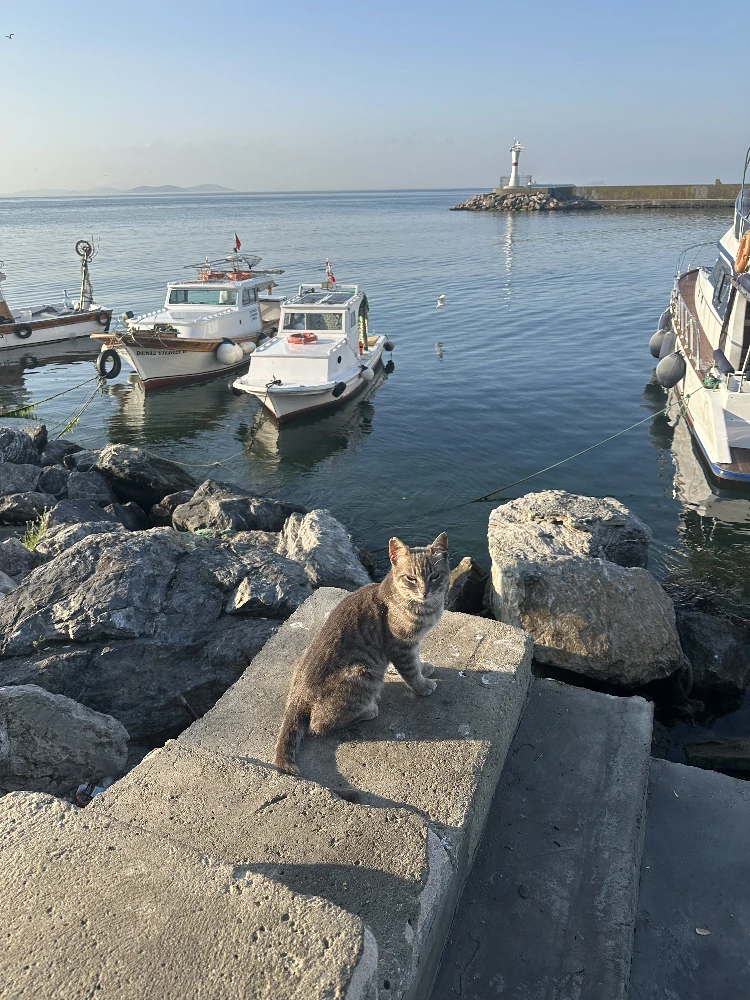 Cat  at Kumkapı Waterfront