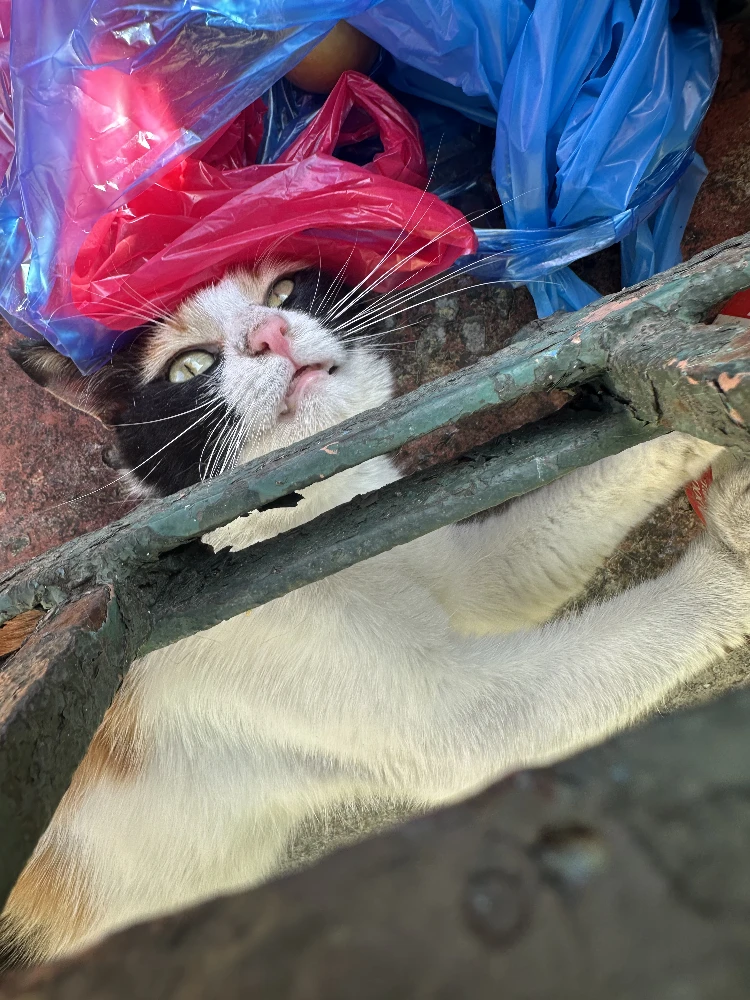 Cat at the mosque 2