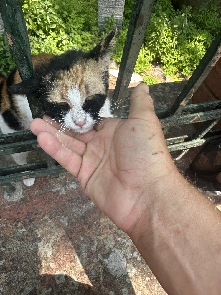 Cat at the mosque 3