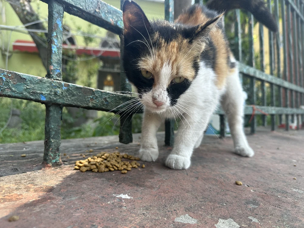 Cat at the mosque 4