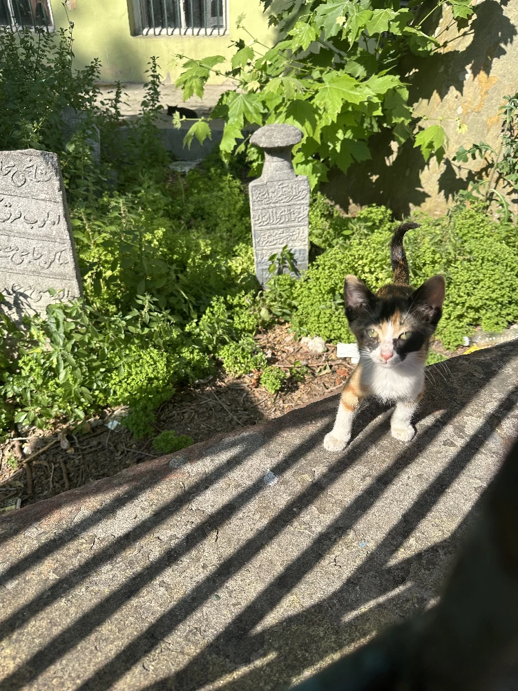 Cat at the mosque