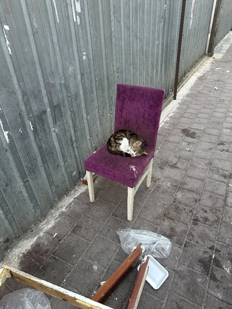 Cat on a Chair