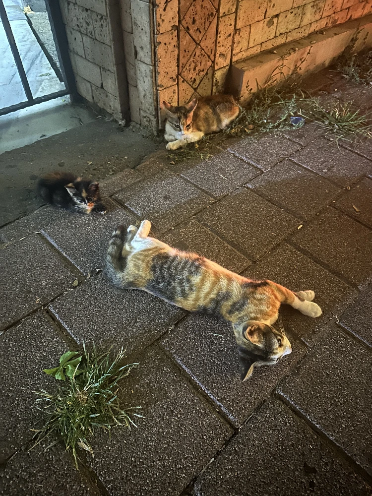 Cats 2