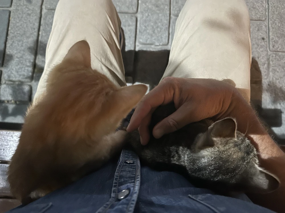 Cats