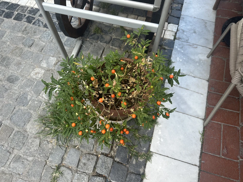 Jerusalem cherry