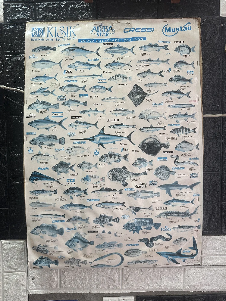 Turkish Sea Fish